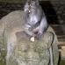 monkey_macaque_balinese_mf_ubud_v_0848_bal4560.jpg